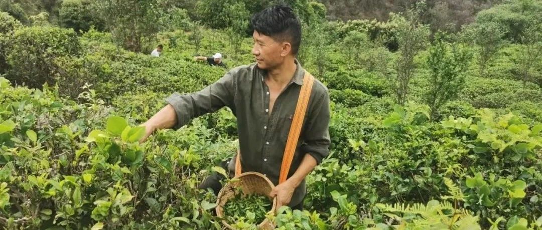 电商中心前往易门云易春茶业有限公司进行孵化指导工作！